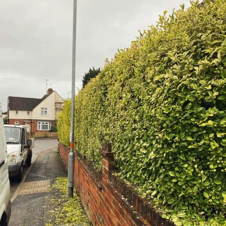 A side view of a long hedge above a brick wall, which has been freshly trimmed by Hortus Ground Care.