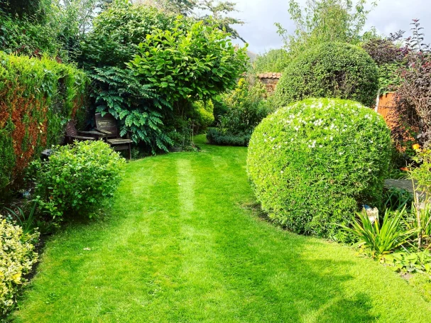 A gorgeous green garden with various bushes trimmed into round shapes by Hortus Ground Care.