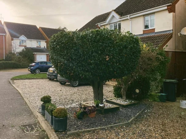 A freestanding bush trimmed roundly by Hortus Ground Care.