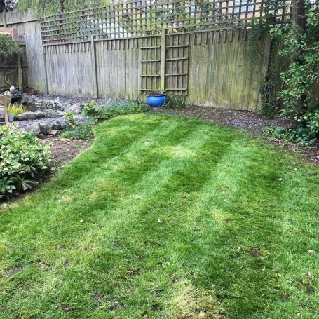 Well-maintained lawn with neat, visible stripes and a wooden fence in the background.