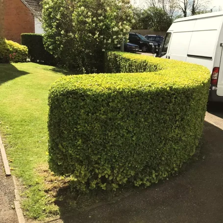 A neat and tidy trimmed hedge, cut by Hortus Ground Care