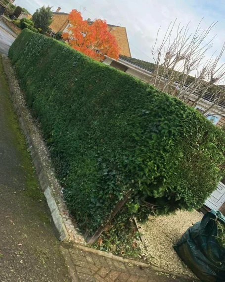 A long, dark green hedge cut into a rectangular shape by Hortus Ground Care.