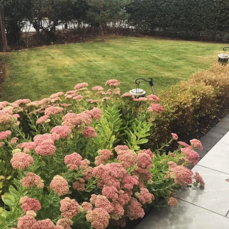 Pink flowers in bloom in a garden with neatly mown grass in the background.