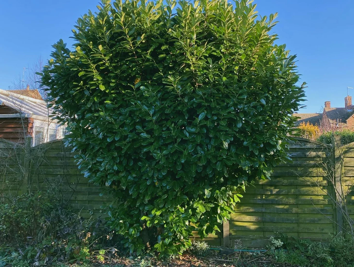A lush green shrub shaped like a heart against a blue sky.