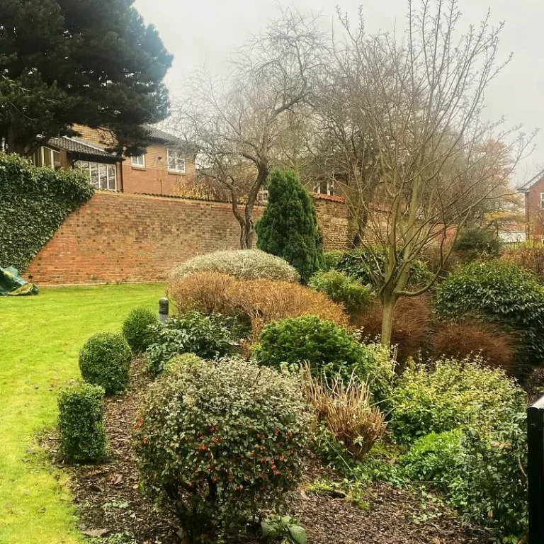 A well maintained and managed garden, with multiple small bushes, a brick wall in the background, and a larger tree standing tall.