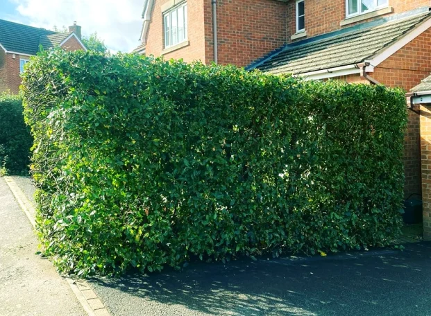 Vibrant green box hedge freshly trimmed by Hortus Ground Care