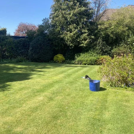 A sunny garden with neatly trimmed grass, a blue bucket, and shrubs in the background.